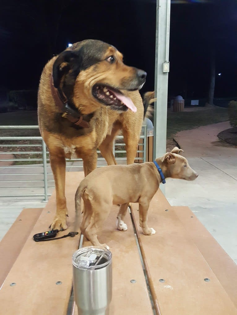 Cooper, a Great Pyrenees and Rottweiler mix tested with EmbarkVet.com