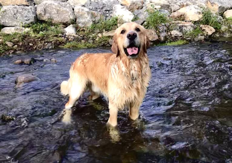 Totty, a Golden Retriever tested with EmbarkVet.com