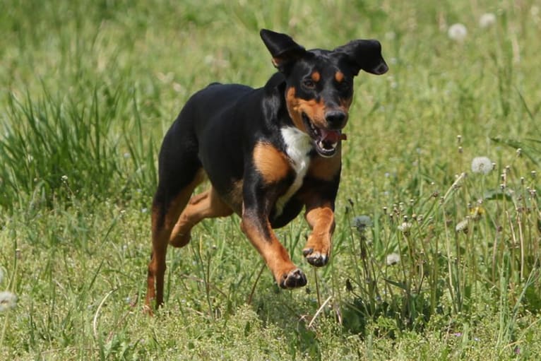 Jinx, a Doberman Pinscher and English Springer Spaniel mix tested with EmbarkVet.com