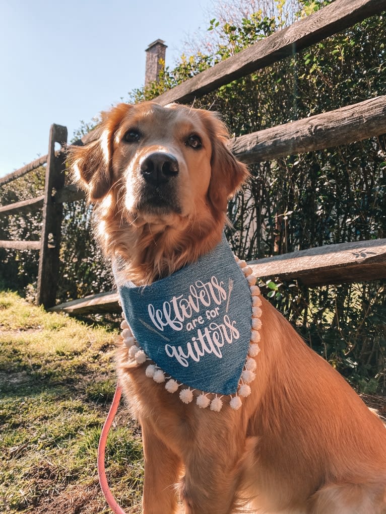 Marley, a Golden Retriever tested with EmbarkVet.com