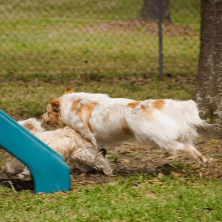 Wendy, a Great Pyrenees and American Pit Bull Terrier mix tested with EmbarkVet.com