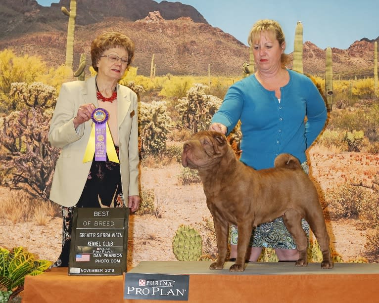 Cara, a Chinese Shar-Pei tested with EmbarkVet.com