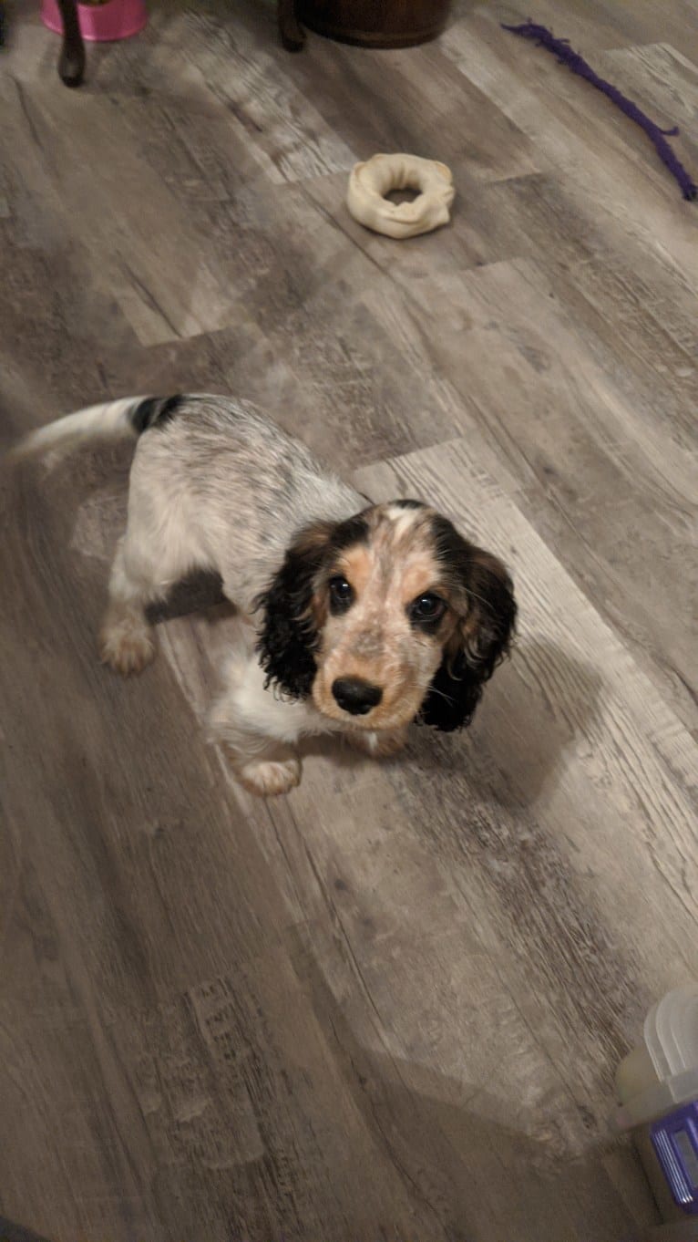 Marble, an English Cocker Spaniel tested with EmbarkVet.com