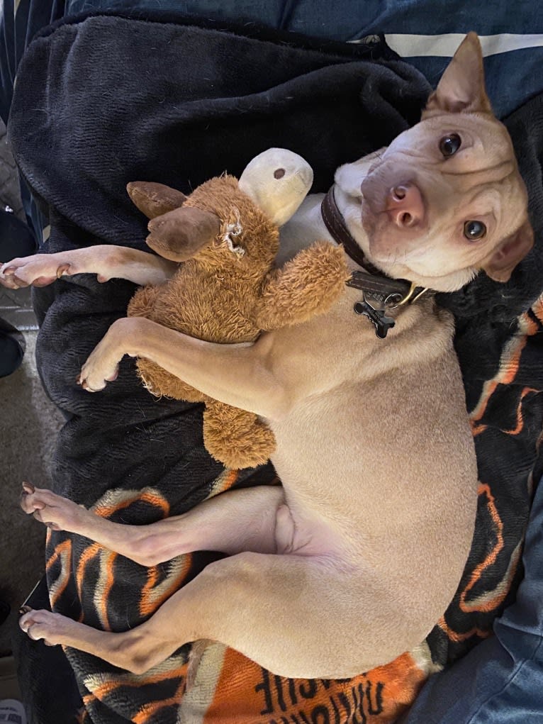 ROCCO WADE, a Chinese Shar-Pei and Chihuahua mix tested with EmbarkVet.com
