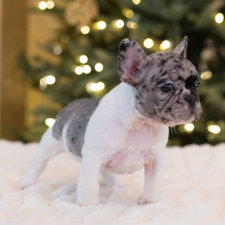 Macho, a French Bulldog tested with EmbarkVet.com