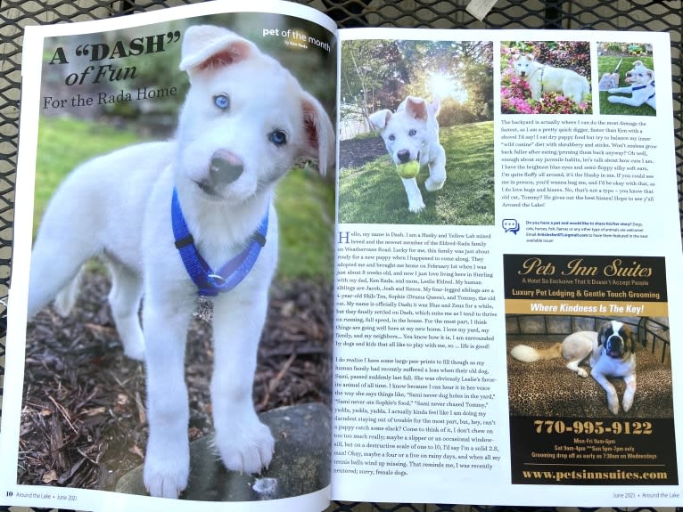 Dash, a Siberian Husky and German Shepherd Dog mix tested with EmbarkVet.com