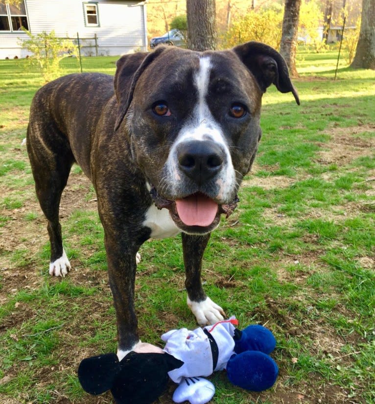 Embark Dog Dna Test Caz Gallery