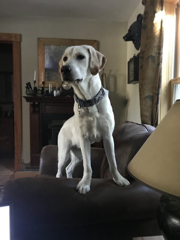 Dexter, a Labrador Retriever tested with EmbarkVet.com