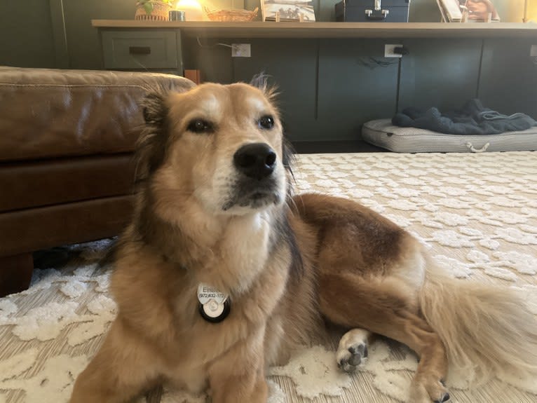 Einstein, a Great Pyrenees and American Pit Bull Terrier mix tested with EmbarkVet.com