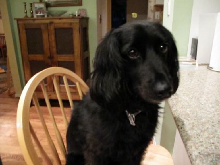 Apollo, a Poodle (Small) and Cocker Spaniel mix tested with EmbarkVet.com