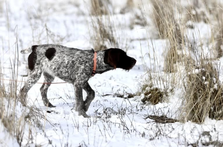 Sadie, a German Wirehaired Pointer tested with EmbarkVet.com