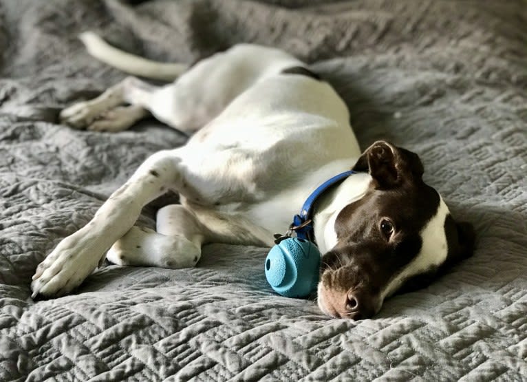 Indy, a Pointer and Australian Shepherd mix tested with EmbarkVet.com