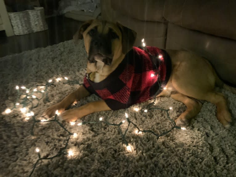 Dune, an American Bulldog and Bulldog mix tested with EmbarkVet.com