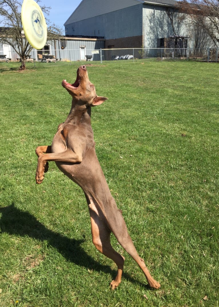 Titan, a Doberman Pinscher tested with EmbarkVet.com