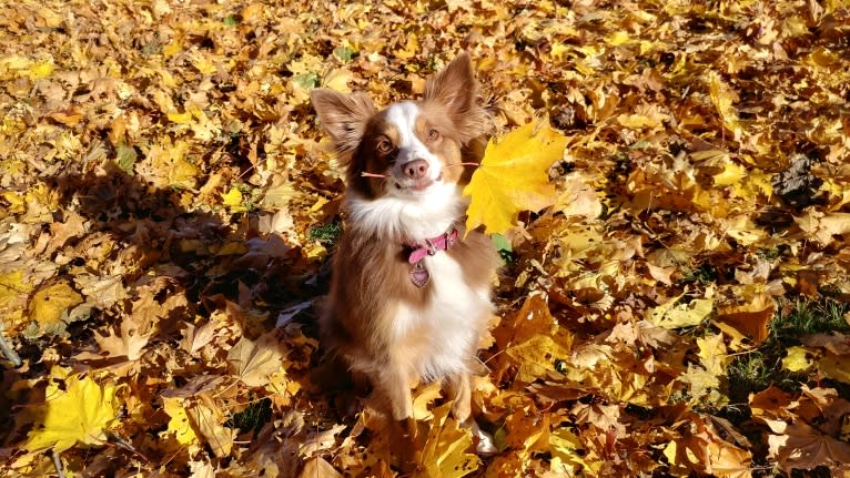 Koda, an Australian Shepherd tested with EmbarkVet.com