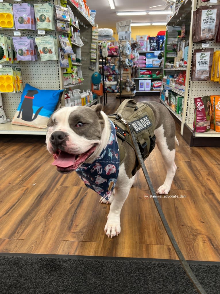 Rhino, an American Bully and Bulldog mix tested with EmbarkVet.com