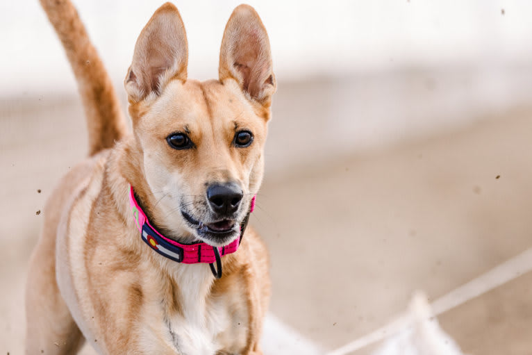 Lady Nala Bear BCF, a Carolina Dog tested with EmbarkVet.com