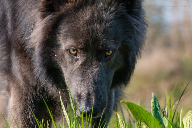 VERGIL, a German Shepherd Dog tested with EmbarkVet.com