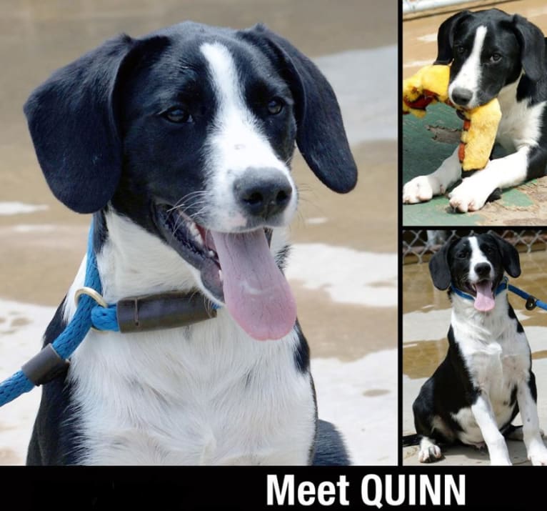 Quinn, a Labrador Retriever and Staffordshire Terrier mix tested with EmbarkVet.com