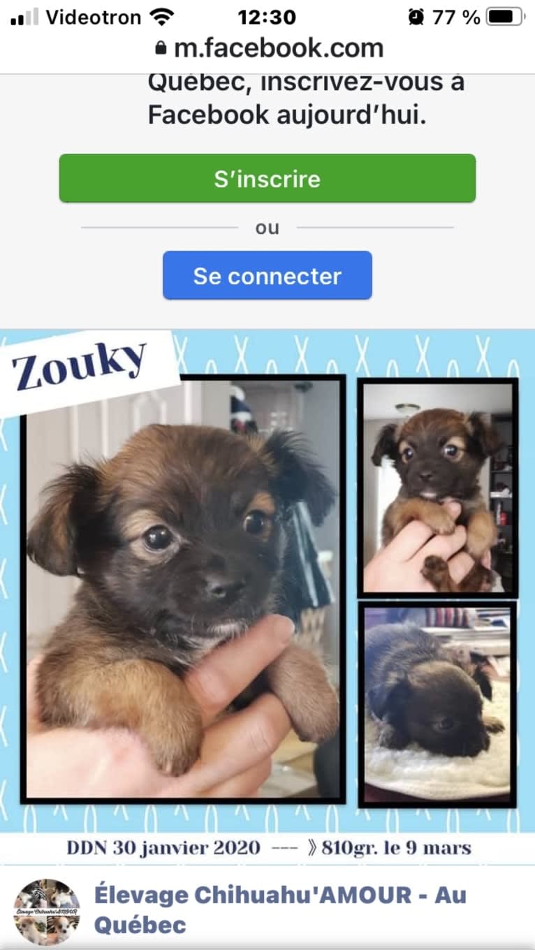 Zouky / Whisky, a Chihuahua tested with EmbarkVet.com