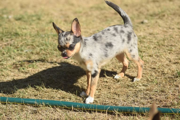 Sonja, a Chihuahua tested with EmbarkVet.com