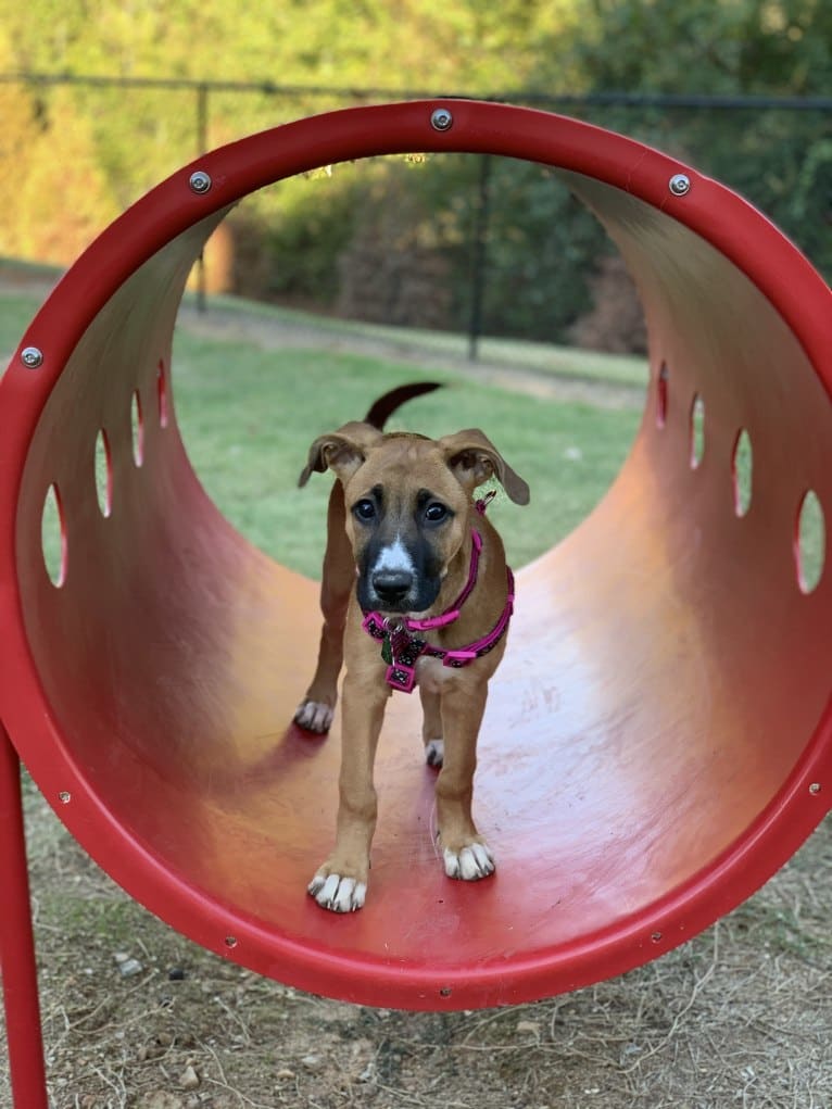 Brownie, an American Pit Bull Terrier and German Shepherd Dog mix tested with EmbarkVet.com