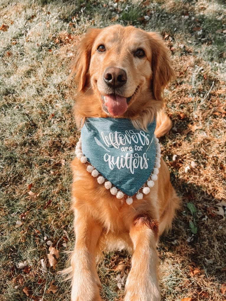 Marley, a Golden Retriever tested with EmbarkVet.com