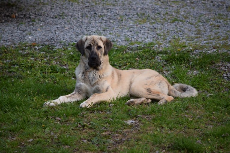 Princess, an Anatolian Shepherd Dog tested with EmbarkVet.com