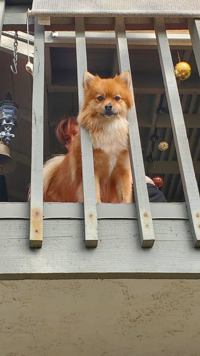 Foxy, a Pomeranian tested with EmbarkVet.com
