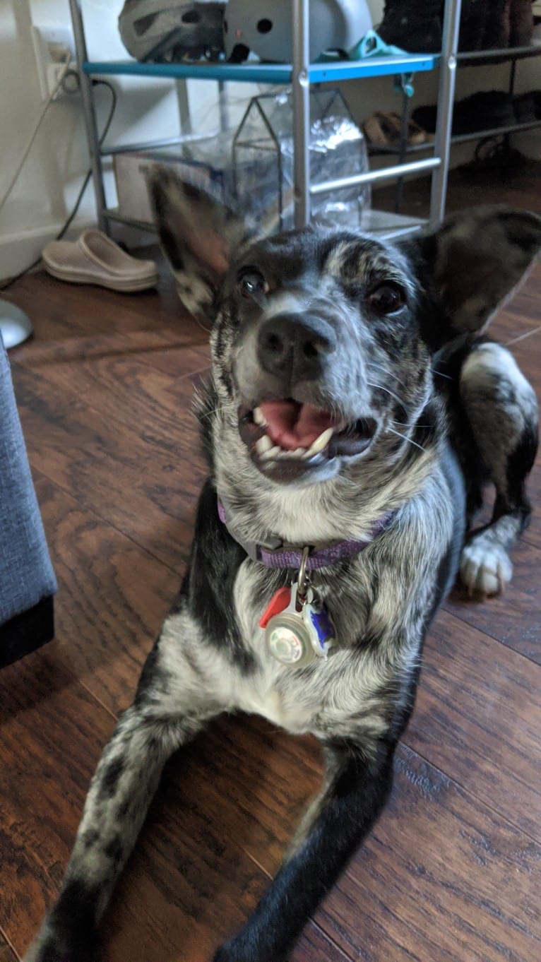 Indigo, an American Pit Bull Terrier and Australian Cattle Dog mix tested with EmbarkVet.com