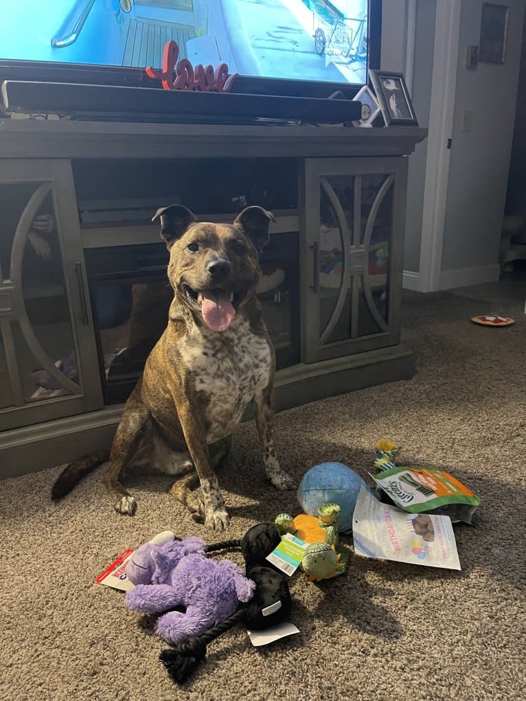 Koba, an Australian Cattle Dog and American Pit Bull Terrier mix tested with EmbarkVet.com