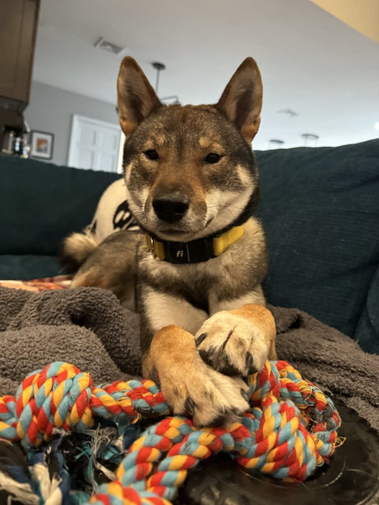 Ryoma Fruchtman, a Shikoku tested with EmbarkVet.com