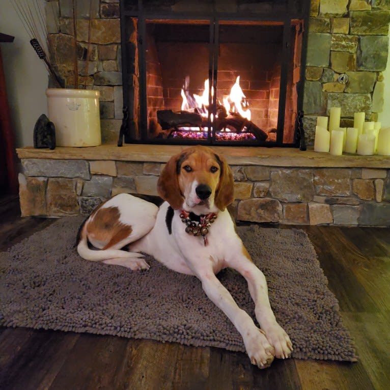 Finn, an American Leopard Hound tested with EmbarkVet.com