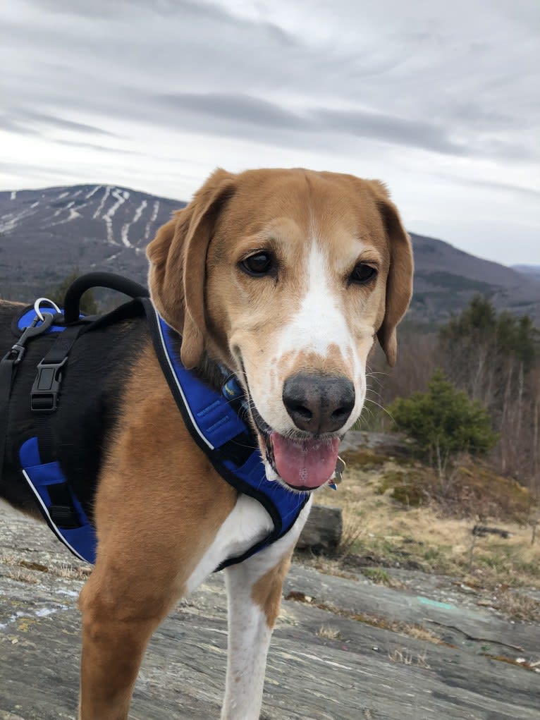 Max, an American Foxhound tested with EmbarkVet.com