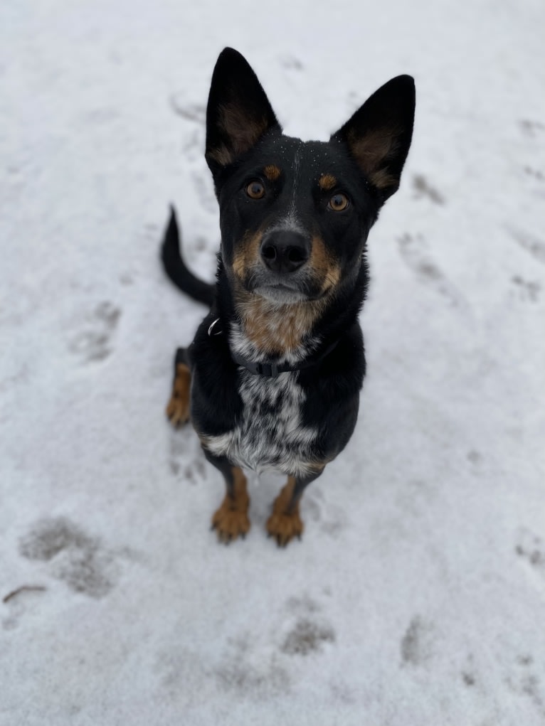 Toussaint, an Australian Cattle Dog and American Pit Bull Terrier mix tested with EmbarkVet.com