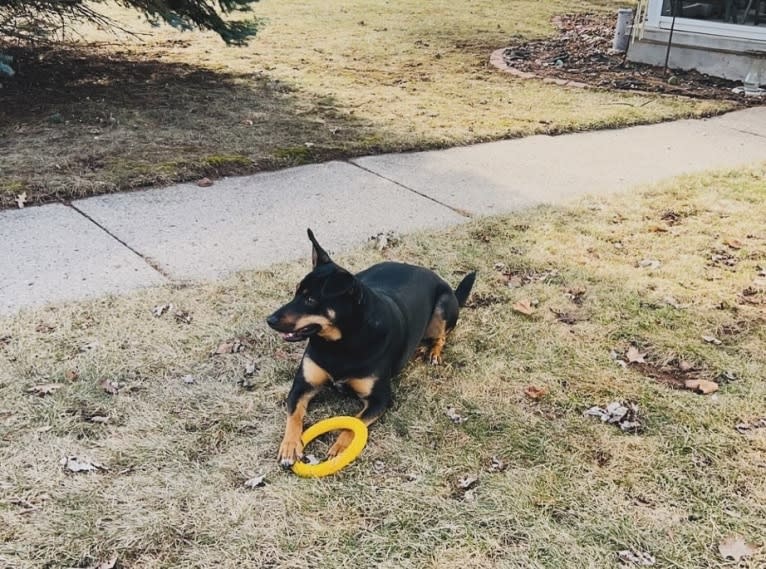 Killua, an Australian Cattle Dog and Cavalier King Charles Spaniel mix tested with EmbarkVet.com