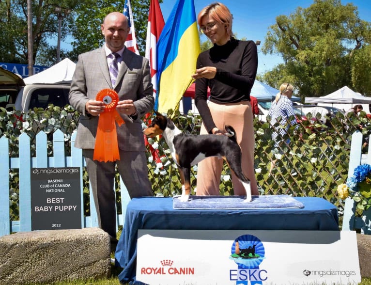 Orion, a Basenji tested with EmbarkVet.com