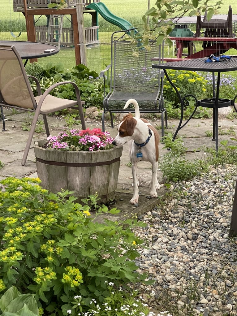 Linus, a Beagle and Chihuahua mix tested with EmbarkVet.com