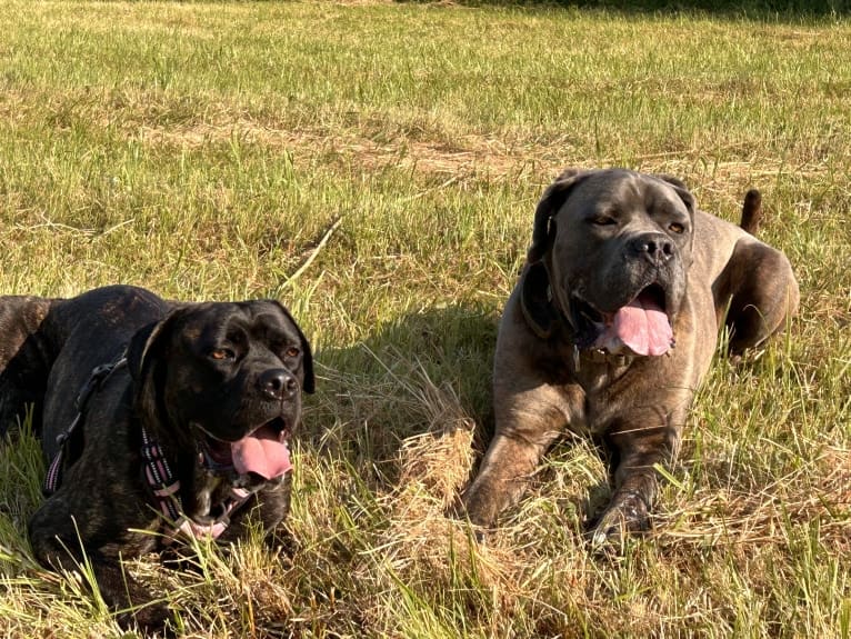 Islay, a Cane Corso and Neapolitan Mastiff mix tested with EmbarkVet.com