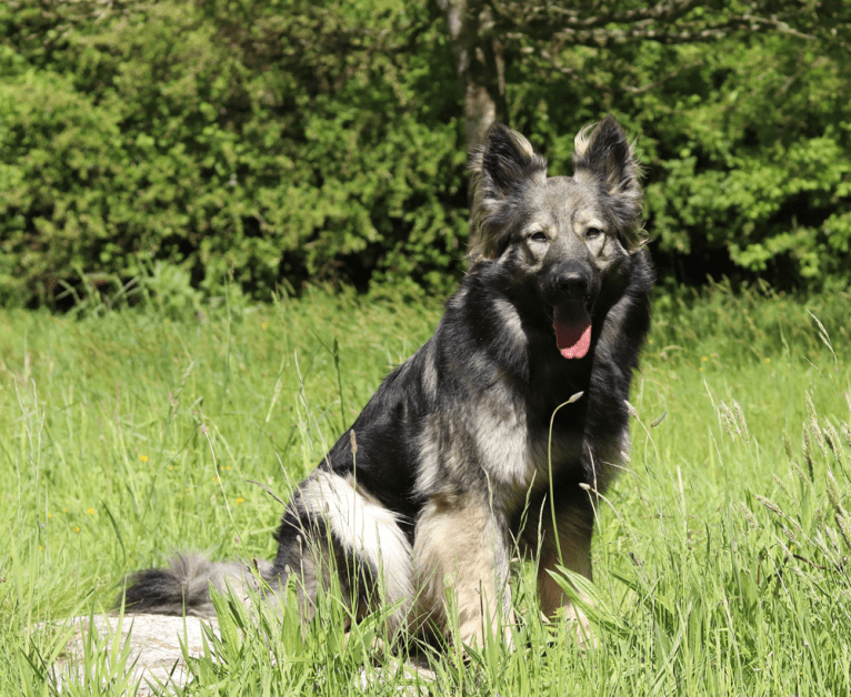 C'haërys, a German Shepherd Dog tested with EmbarkVet.com