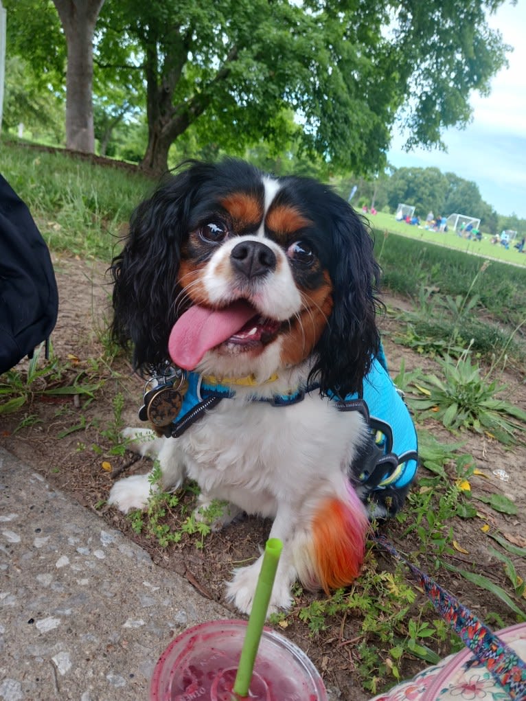 Tohru Myrtle Elizabeth, a Cavalier King Charles Spaniel tested with EmbarkVet.com