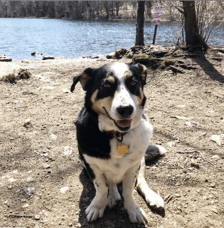 Franklin, a Labrador Retriever and Australian Shepherd mix tested with EmbarkVet.com