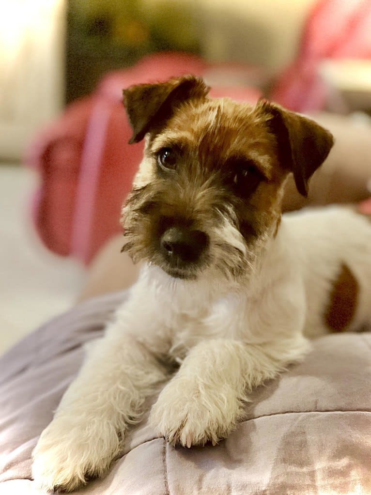 Stormy, a Russell-type Terrier tested with EmbarkVet.com