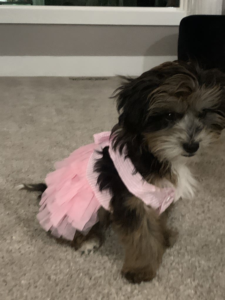 Bella, a Lhasa Apso and Poodle (Small) mix tested with EmbarkVet.com