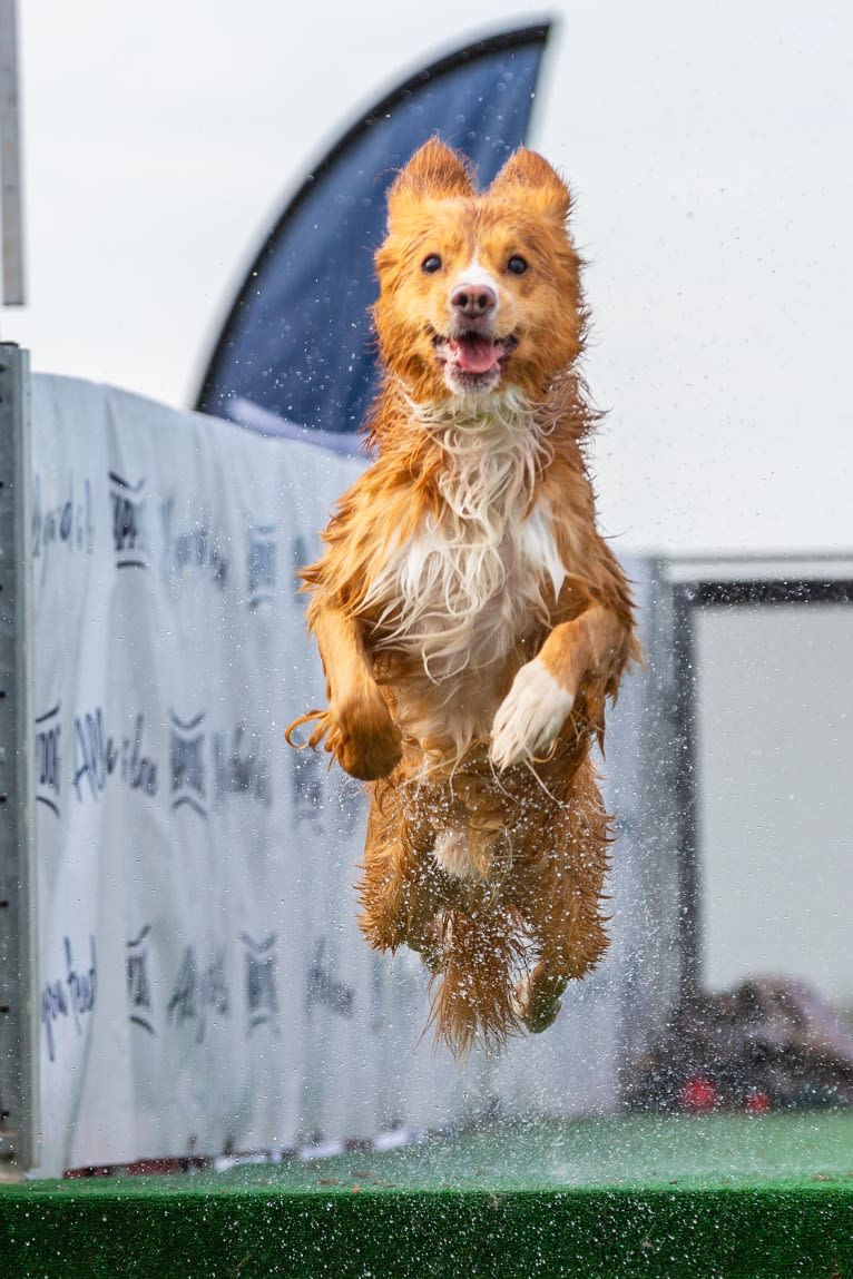 Toby, a Nova Scotia Duck Tolling Retriever tested with EmbarkVet.com