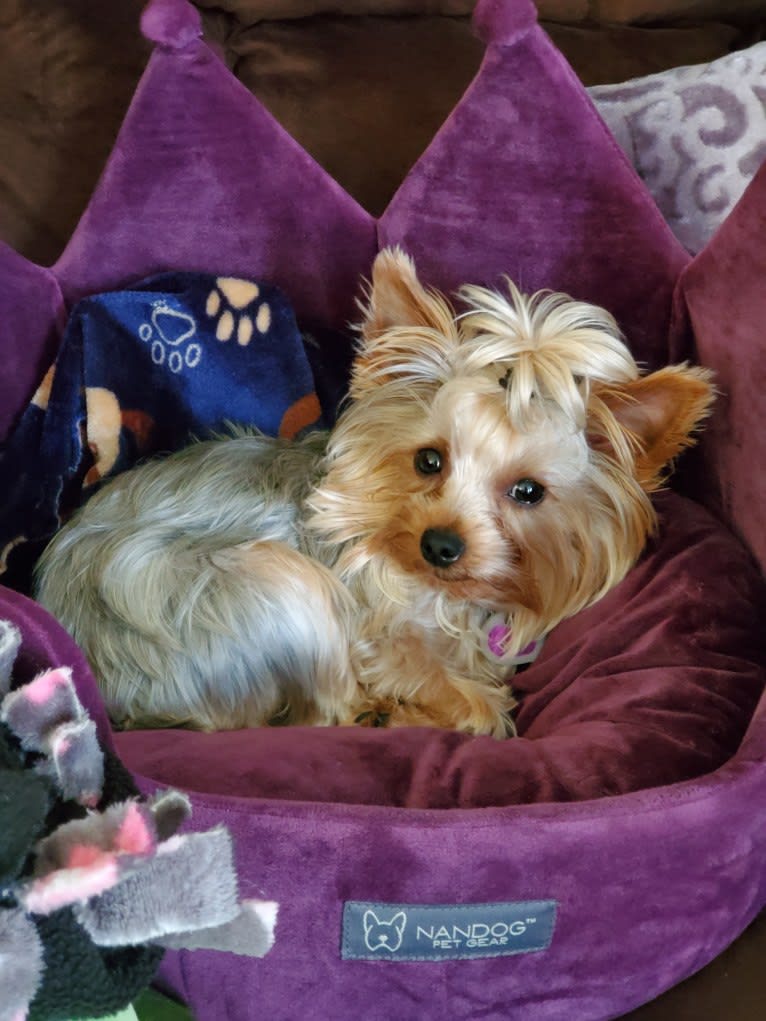 Peanut, a Yorkshire Terrier tested with EmbarkVet.com