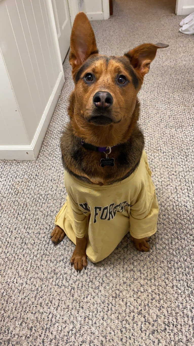 Tommy, an Australian Cattle Dog and German Shepherd Dog mix tested with EmbarkVet.com