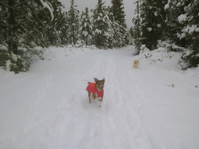 Goblin, an Australian Shepherd and American Bully mix tested with EmbarkVet.com