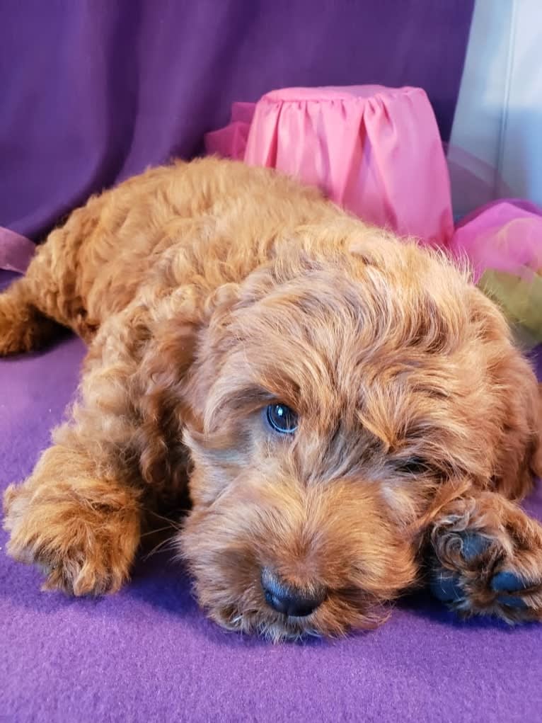 MERRY, a Cockapoo tested with EmbarkVet.com