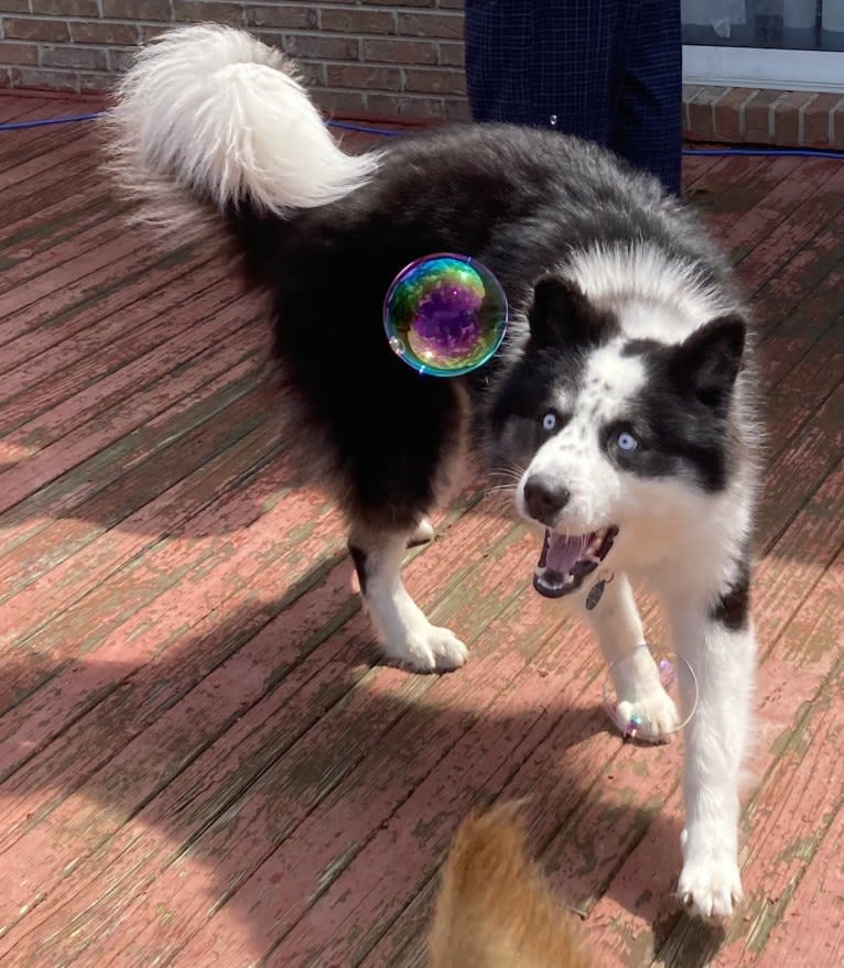 Creedence, a Yakutian Laika tested with EmbarkVet.com